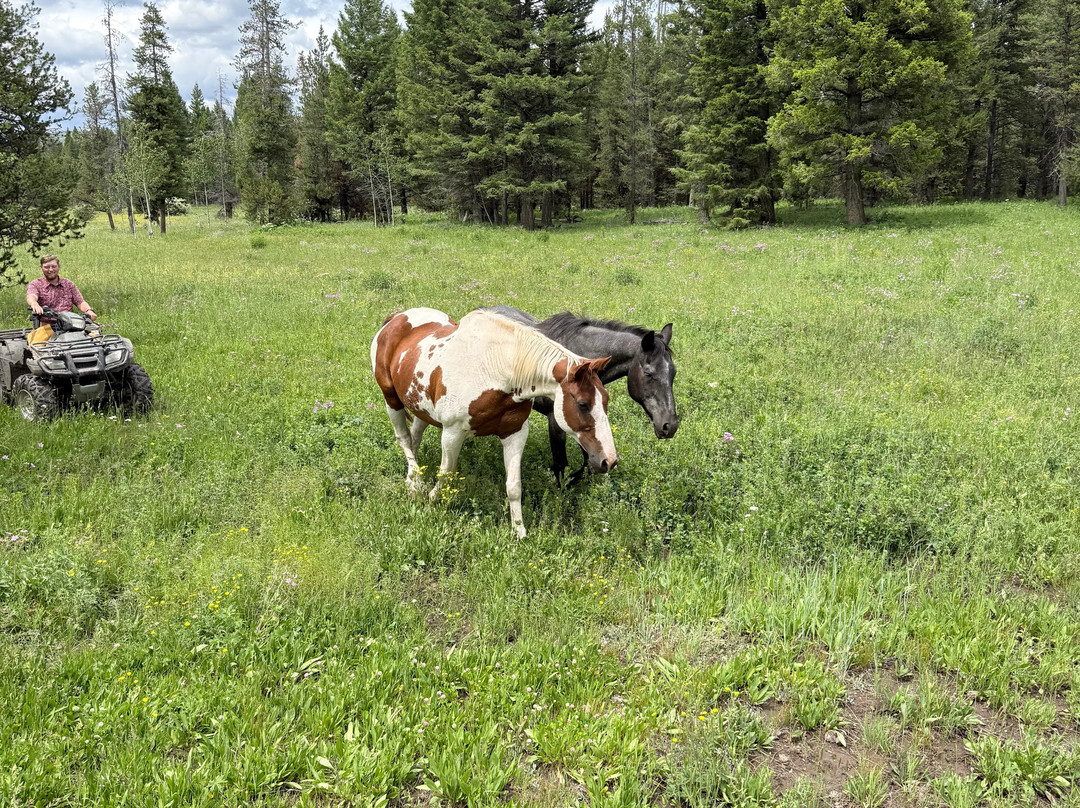 Yellowstone Horses - Eagle Ridge Ranch-艾兰帕克必去景点