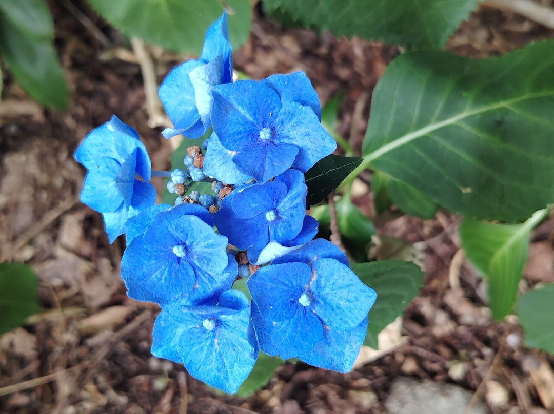 Parc Botanique de Cornouaille-孔布里必去景点