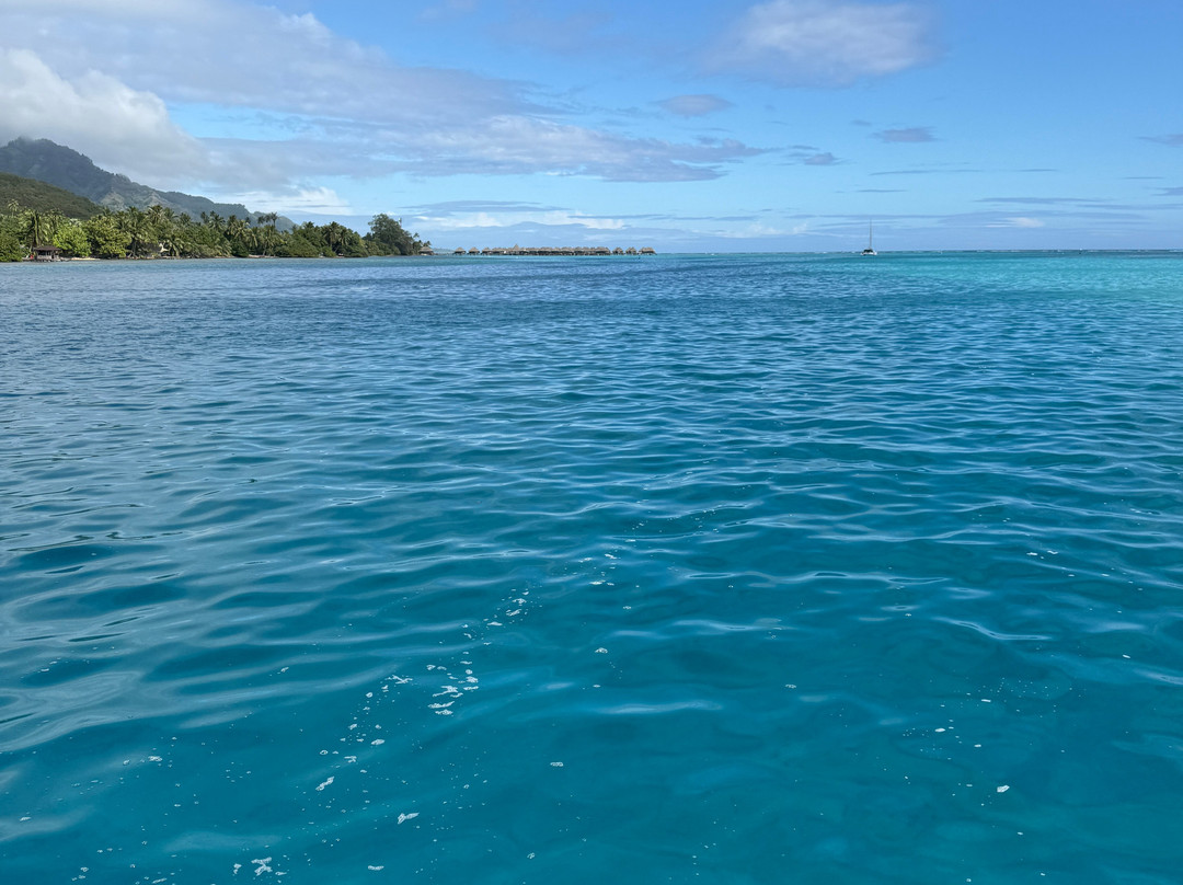 Moorea Seafari Cruises-Paopao必去景点