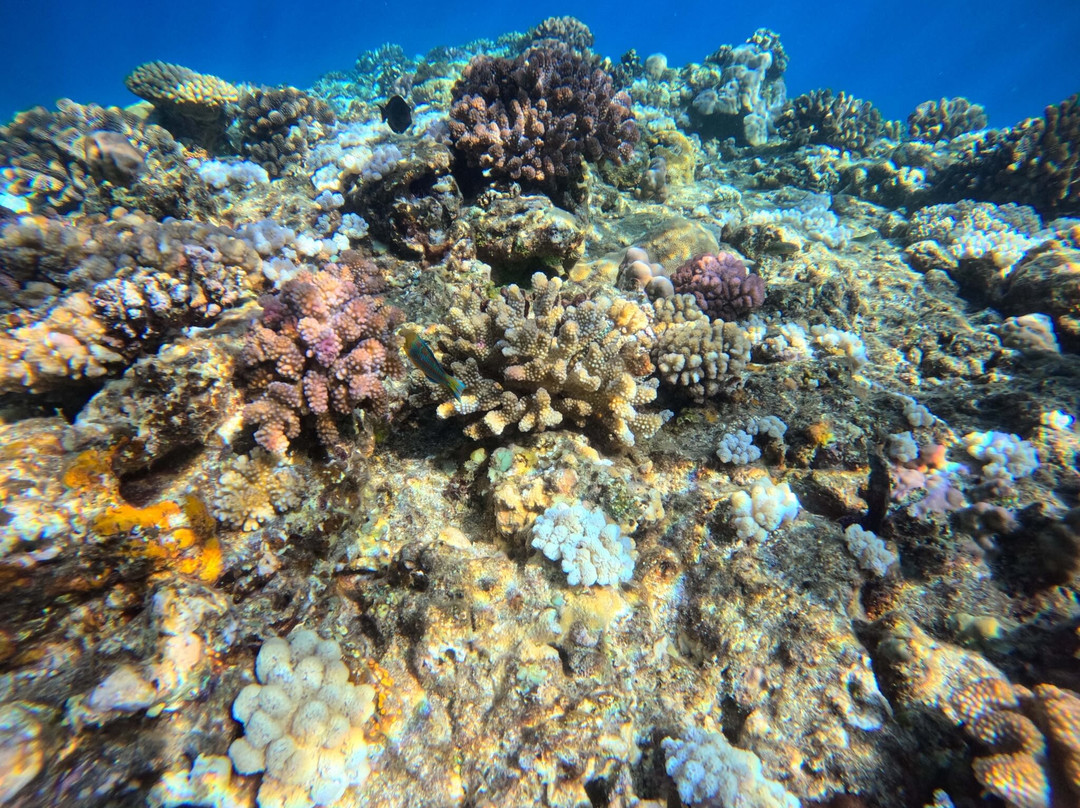 Just Diving-Bain Boeuf必去景点