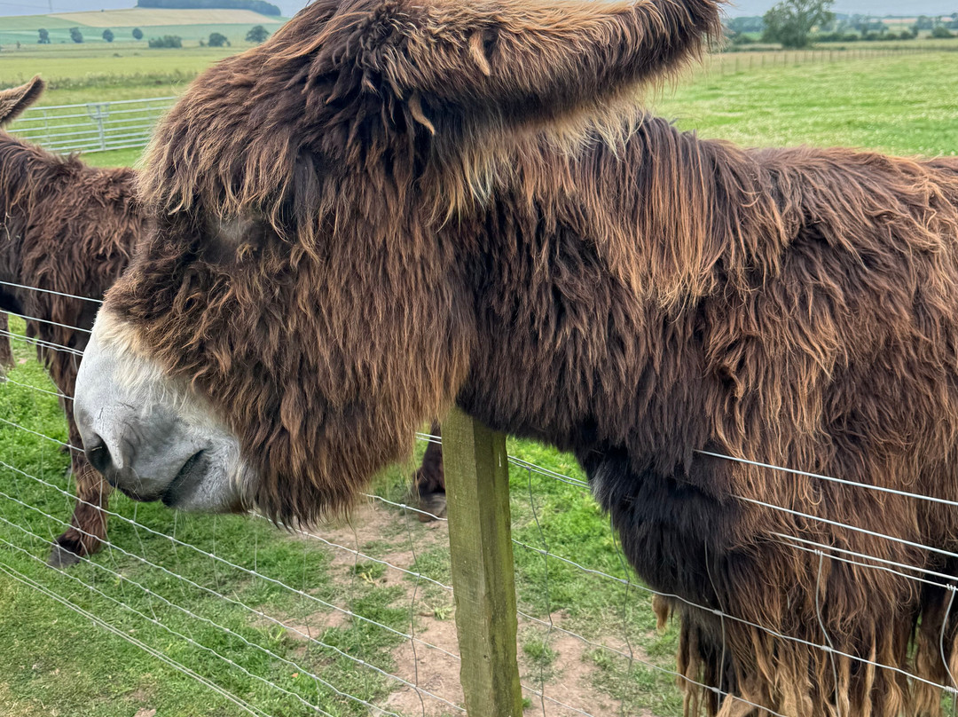 Balnuith Alpacas-敦提必去景点