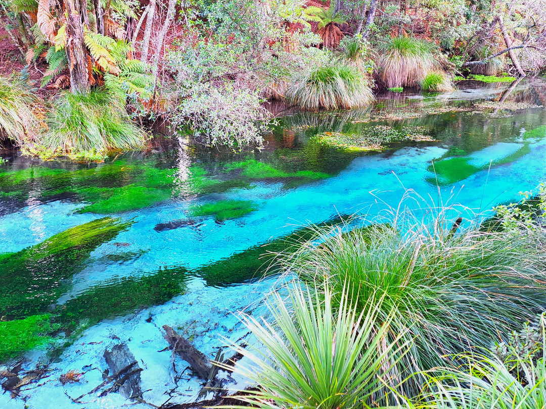 Hamurana Springs Nature Reserve-哈姆拉娜必去景点