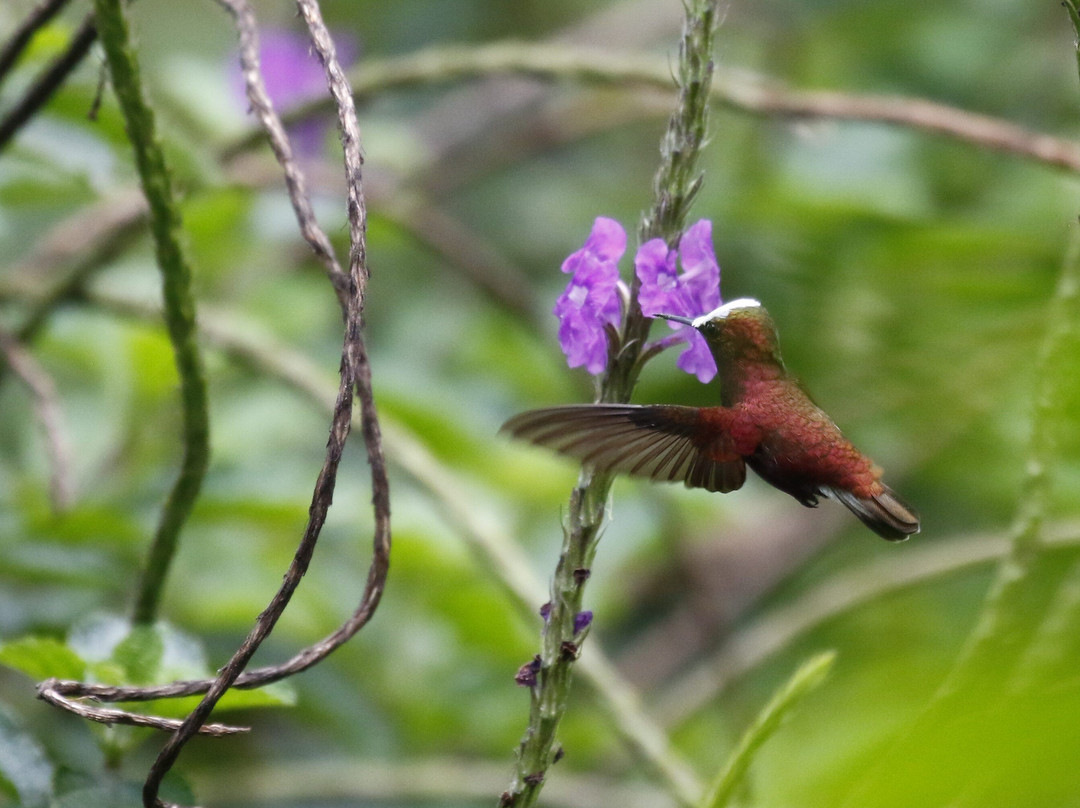 Costa Rica Focus-圣何塞必去景点