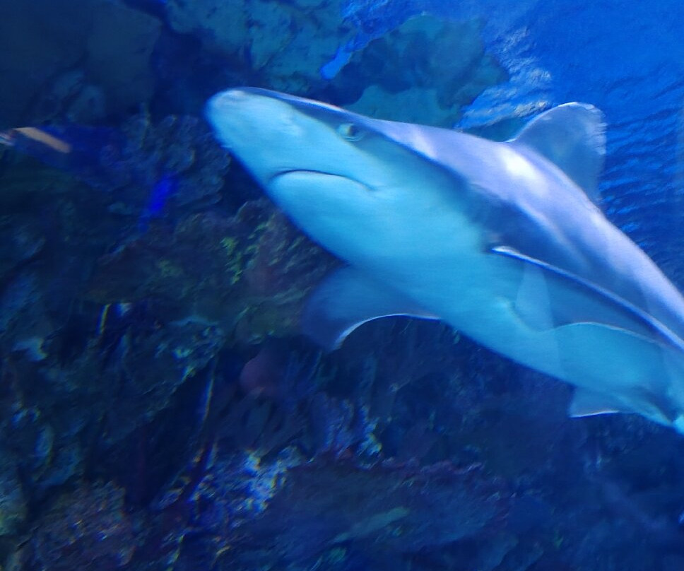 Tropicarium-Oceanárium-布达佩斯必去景点