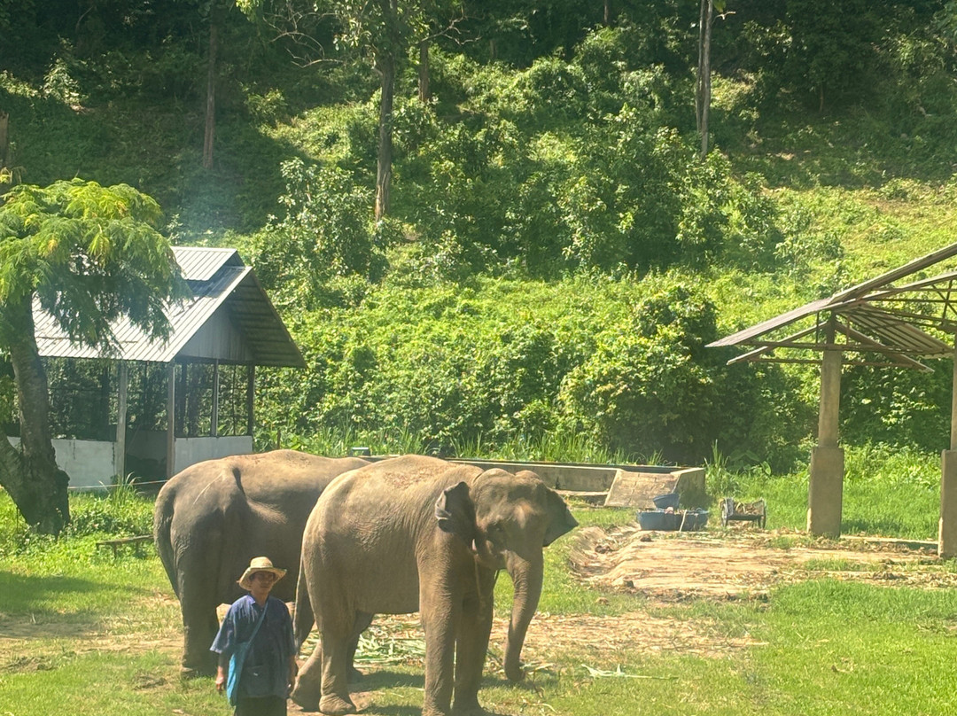 Lanna Kingdom Elephant Sanctuary-清迈必去景点