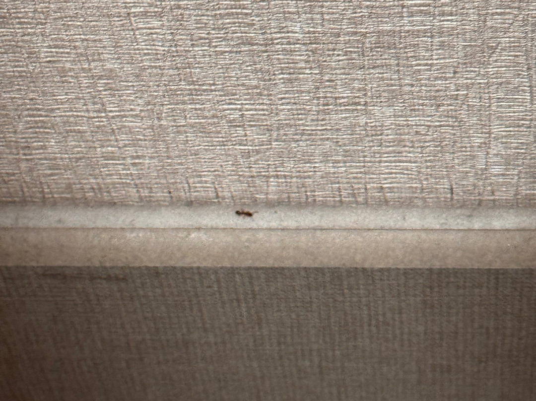 奥兰多弗拉明戈路口Homewood Suites by Hilton主图