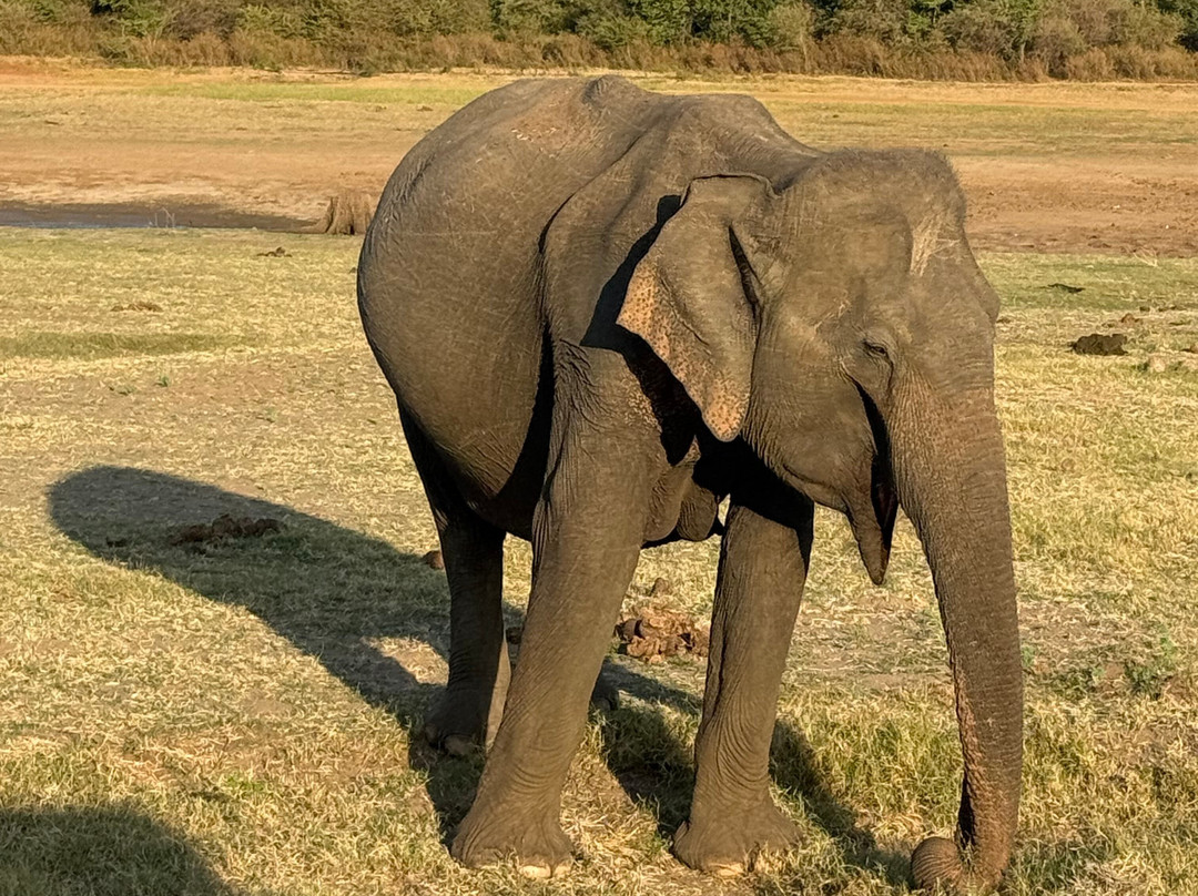 Udawalawe Safari Tours-乌达瓦拉维国家公园必去景点