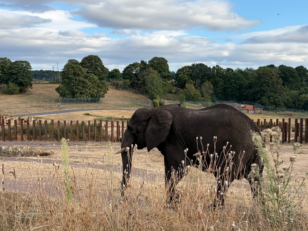 Safari Lodges At West Midlands Safari Park主图