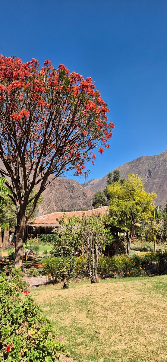Pacha Munay Wellness-旅行者