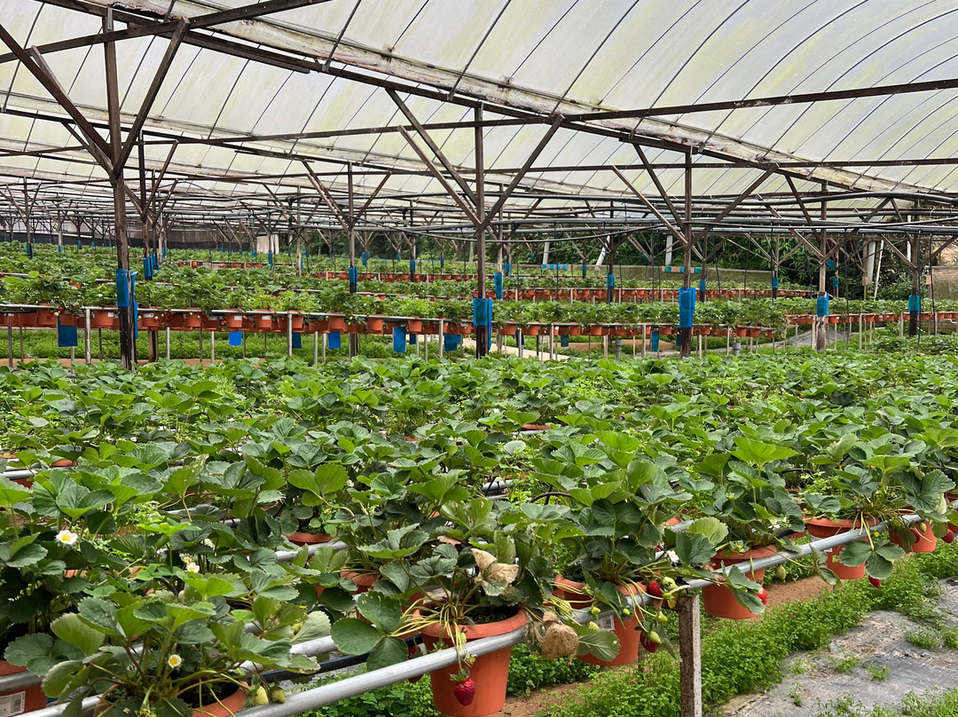 Big Red Strawberry Farm-碧兰璋必去景点