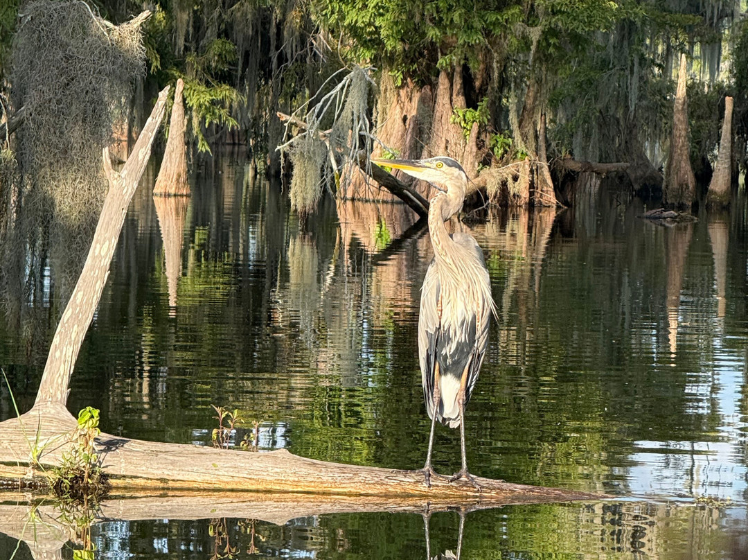 Louisiana Swamp Tours-布里奥克斯桥必去景点
