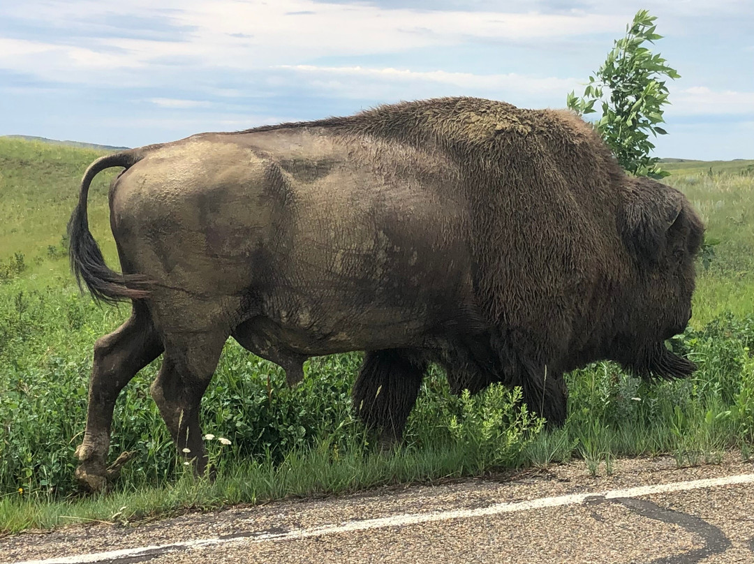 Theodore Roosevelt National Park-Medora必去景点
