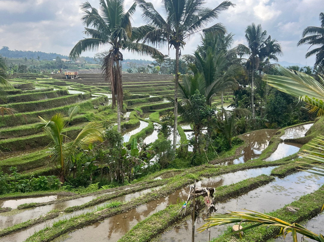 Jatiluwih Bali-Jatiluwih必去景点