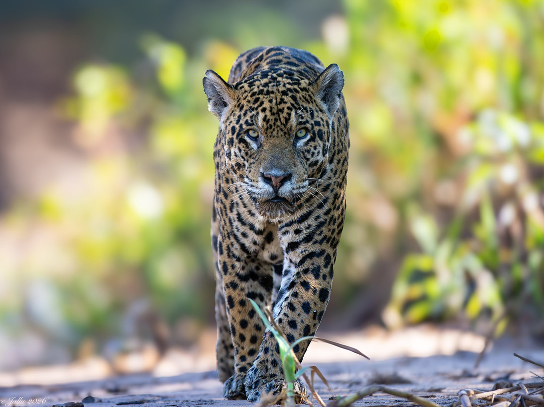 Wild Jaguar Safaris-波科内必去景点