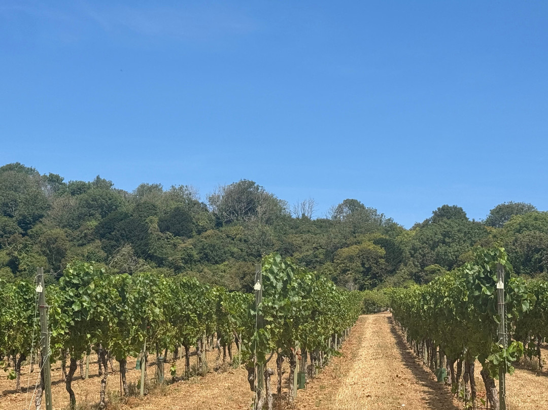 Adgestone Vineyard-Brading必去景点