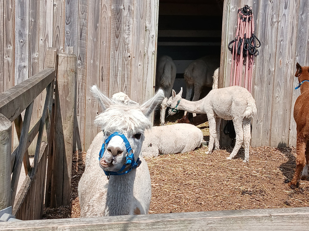 Nanny Sharon's Alpaca Farm C.I.C-Prenton必去景点