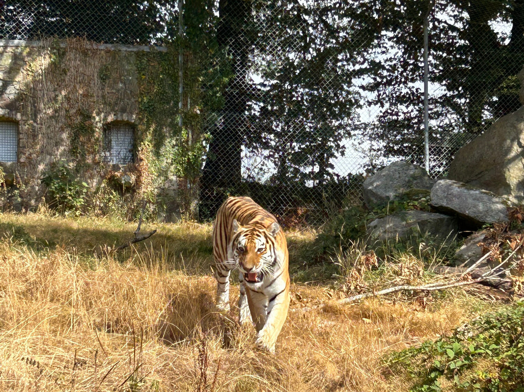 Dartmoor Zoological Society-Sparkwell必去景点