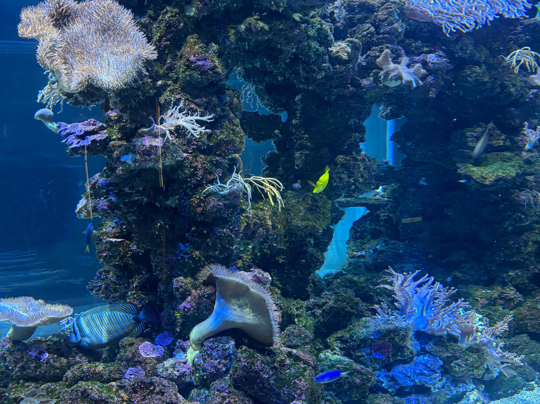 SeaWorld Yas Island Abu Dhabi-阿布扎比必去景点