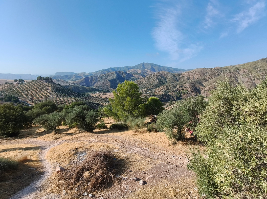 Olive Branch El Chorro主图