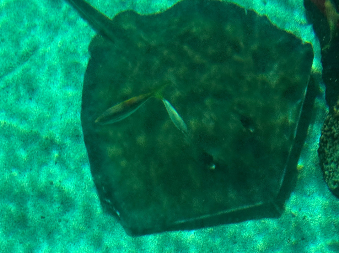 莱利大烟山水族馆-盖林柏格必去景点
