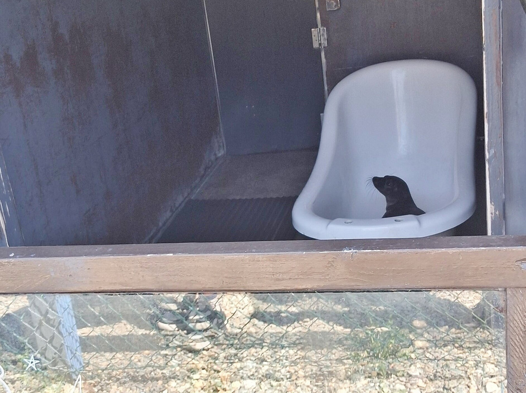 Seal Rescue Ireland-Courtown必去景点
