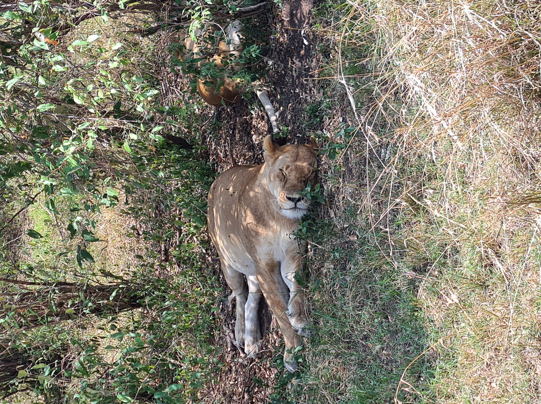 Wasili Kenya Safaris-内罗毕必去景点