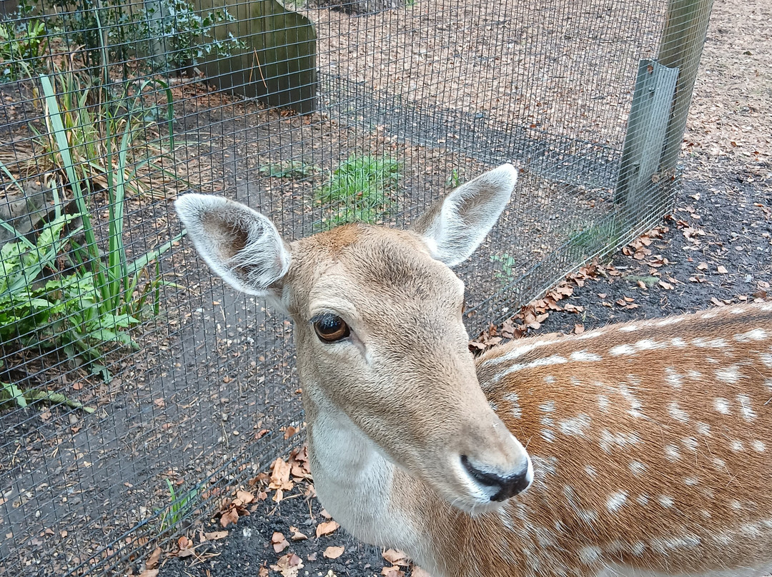 New Forest Wildlife Park-Ashurst必去景点