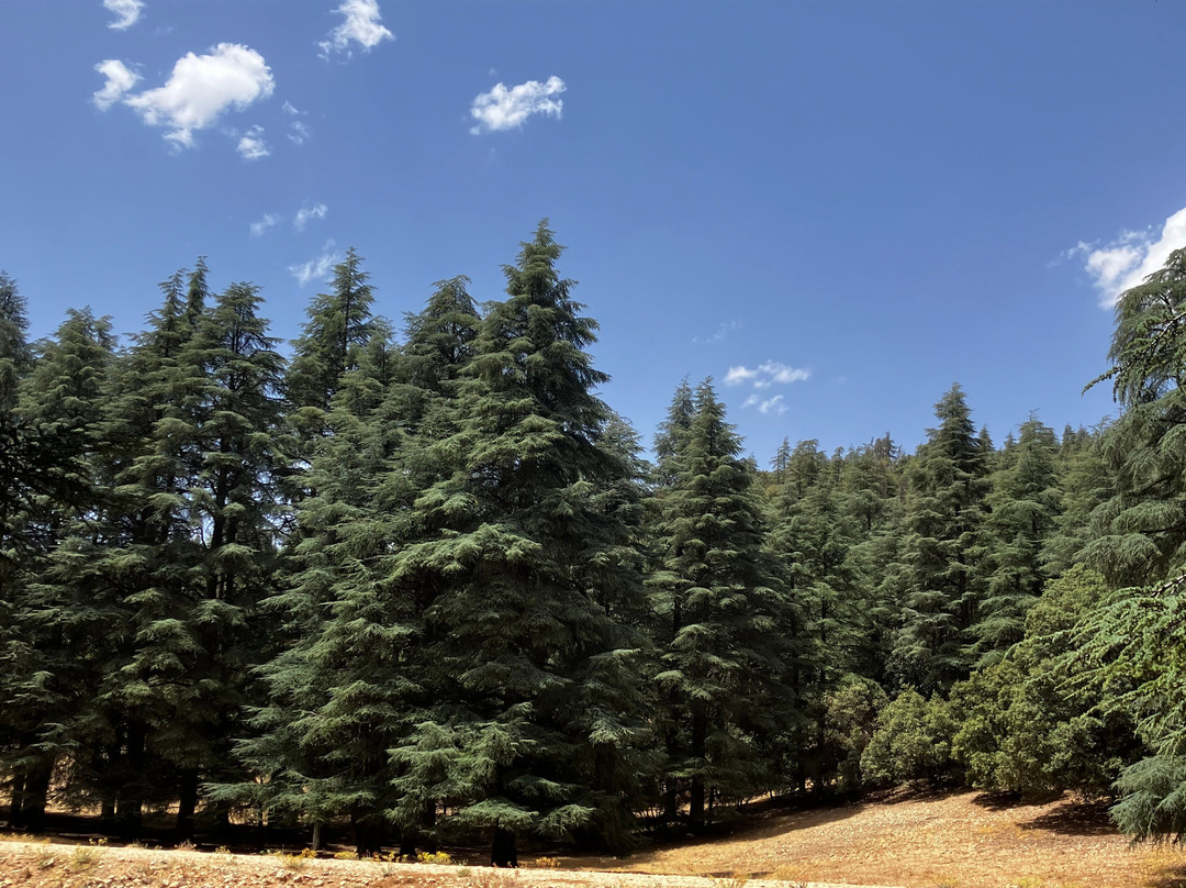 Azrou Cedar Forest-Azrou必去景点