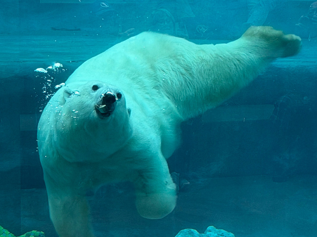 Zoo Sauvage of Saint-Felicien-Saint-Felicien必去景点