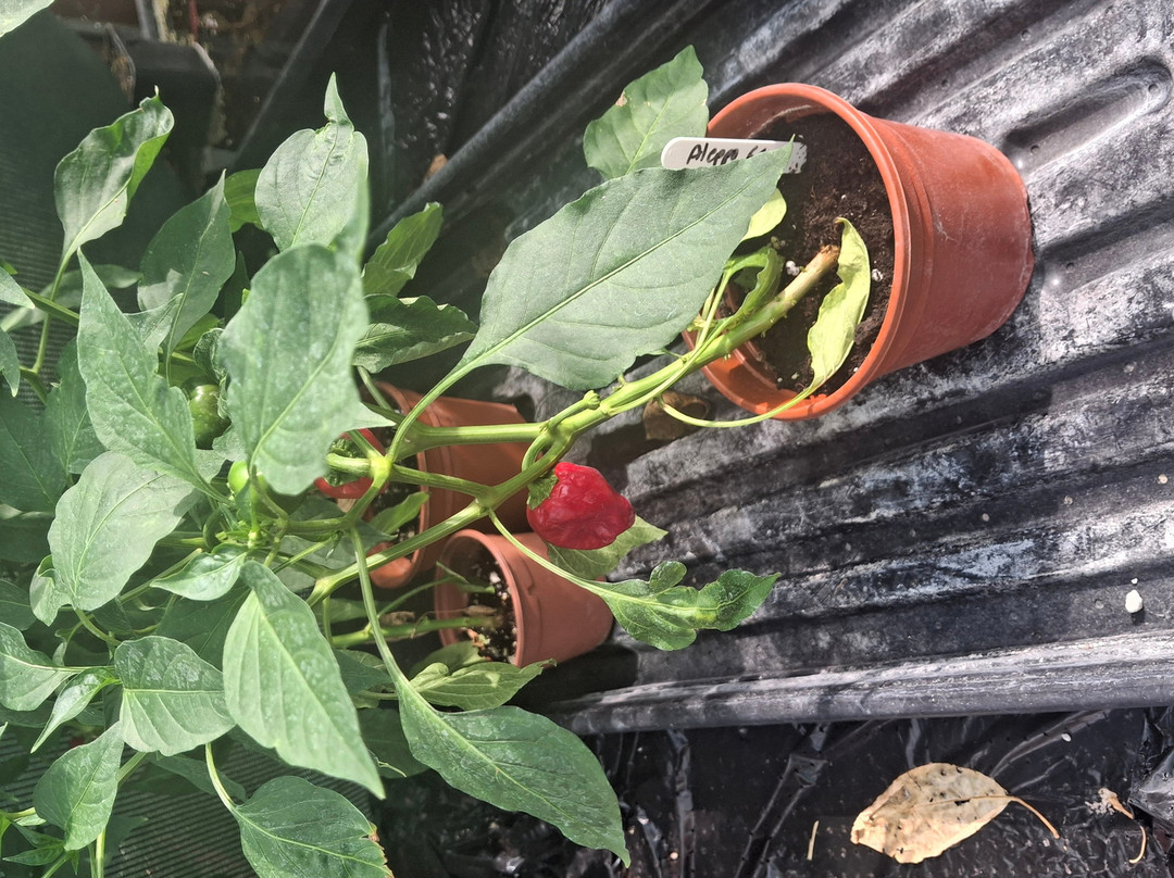 Edible Ornamentals-Chawston必去景点