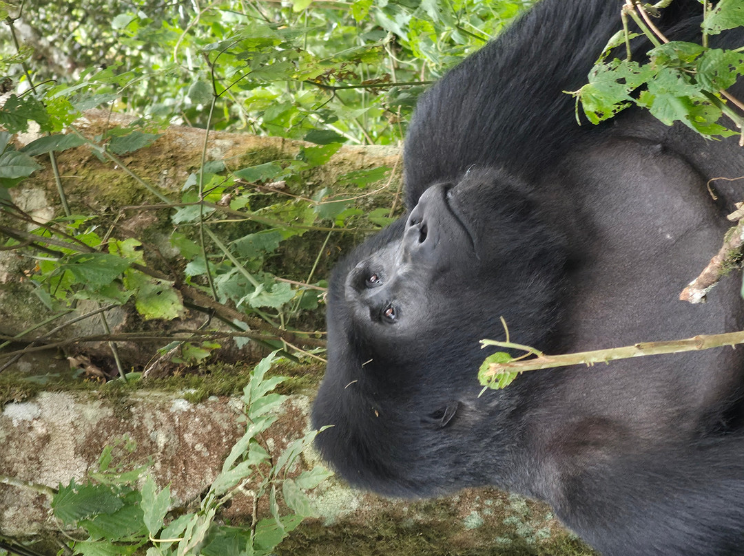 Kigezi Vima Safaris-Kibale National Park必去景点