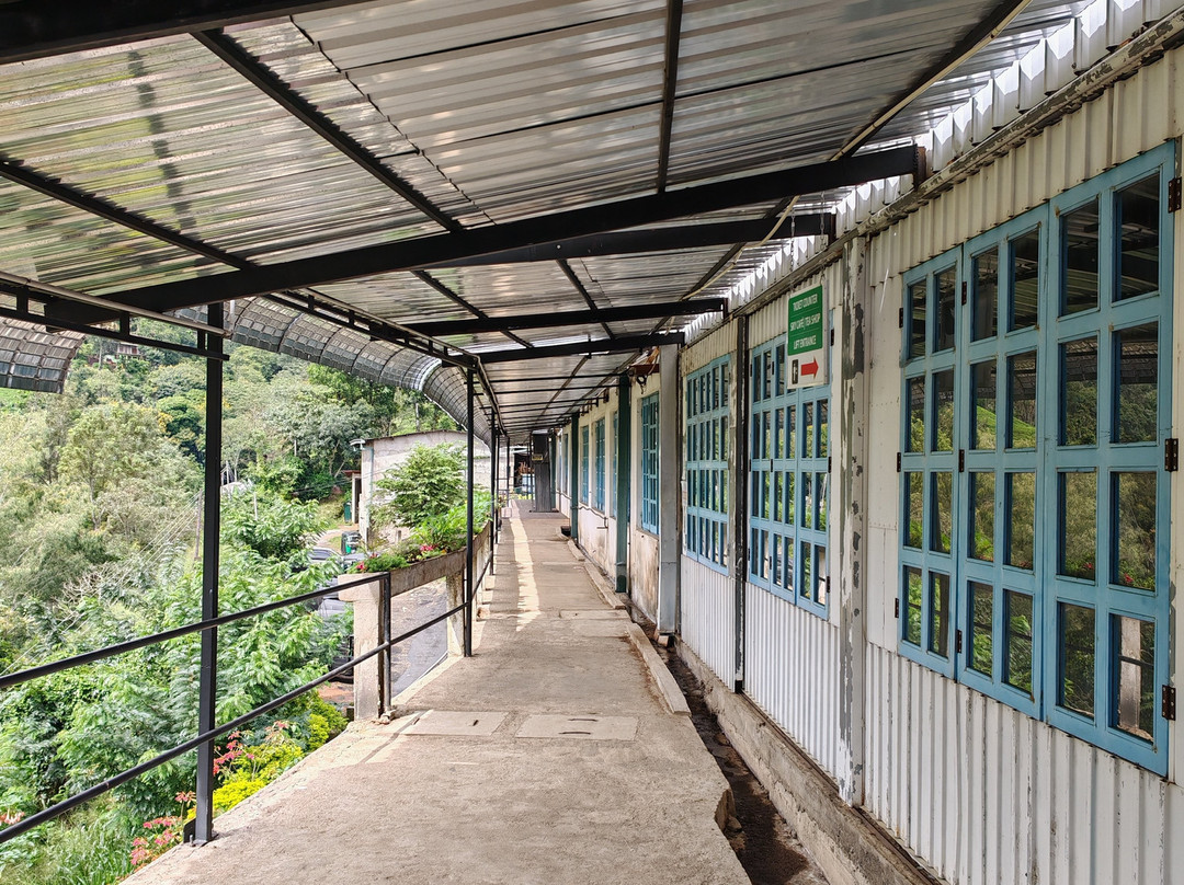 Uva Halpewatte Tea Factory Tour-埃勒必去景点