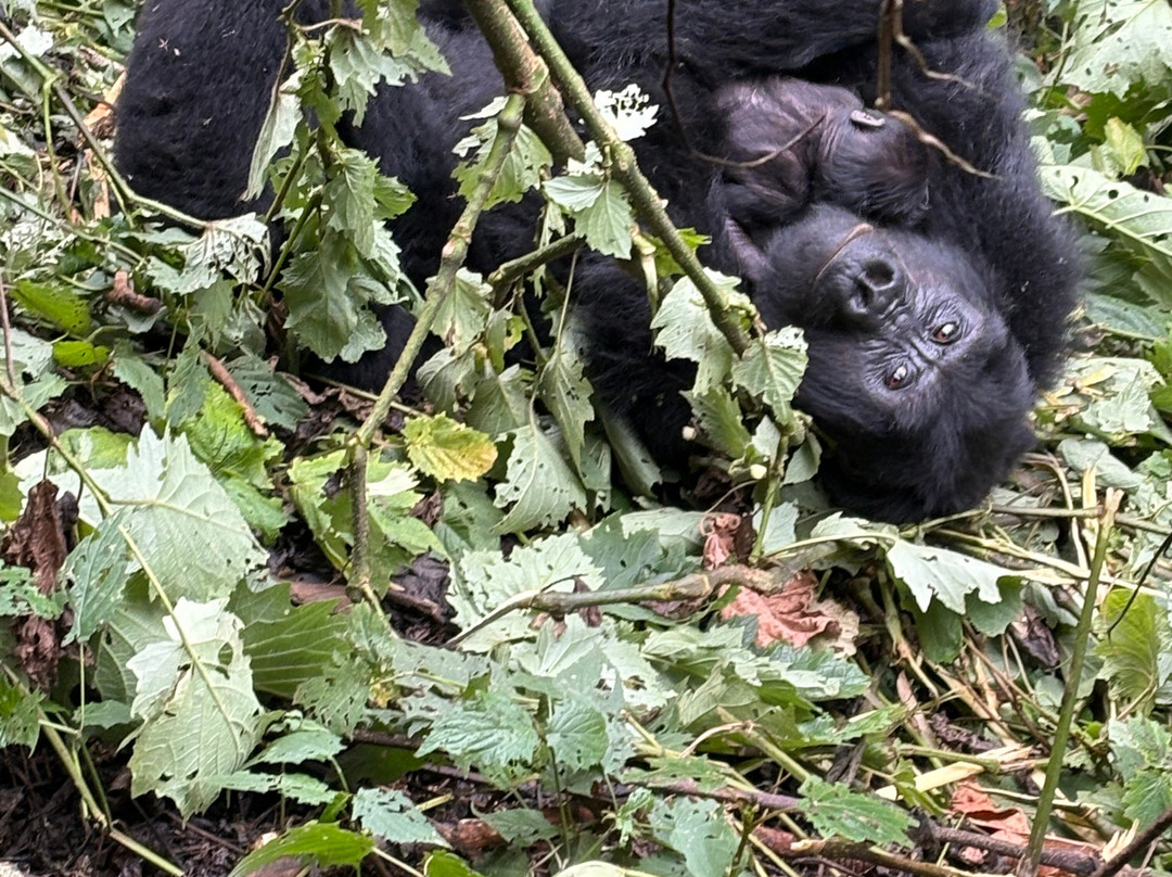 Devine African Safaris-吉佳利必去景点