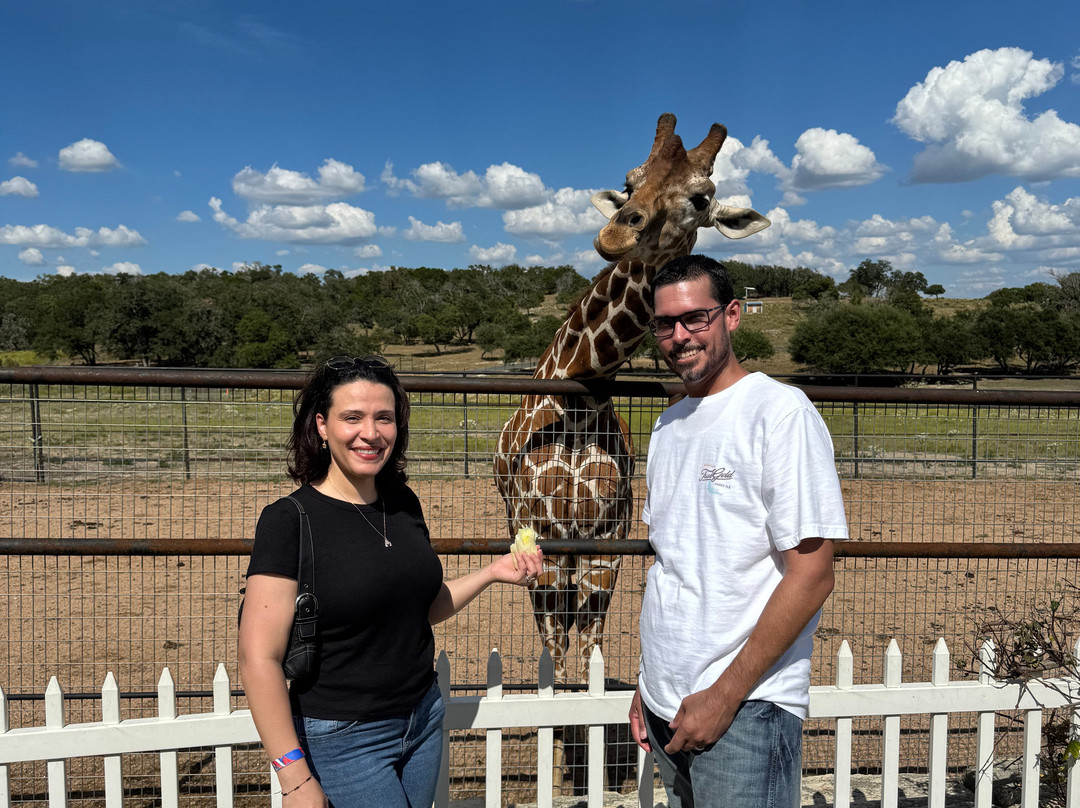 Giraffe Winery at Grapetown Vineyard-弗雷德里克斯堡必去景点