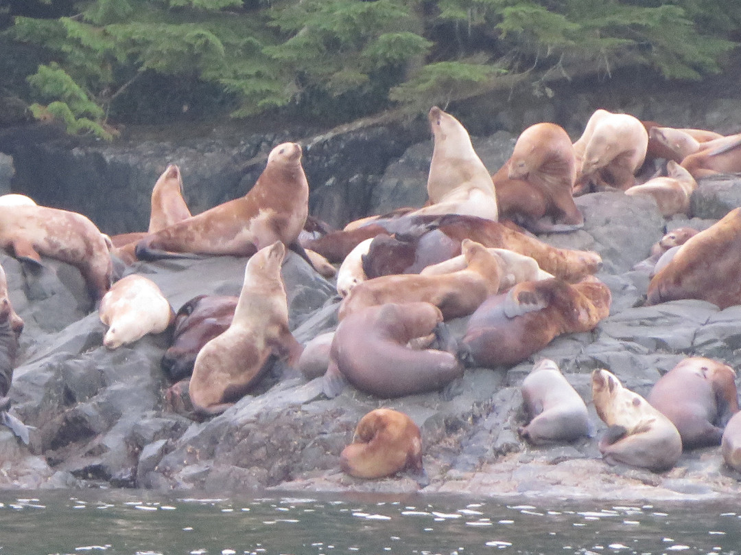 Tide Rip Grizzly Tours-Telegraph Cove必去景点