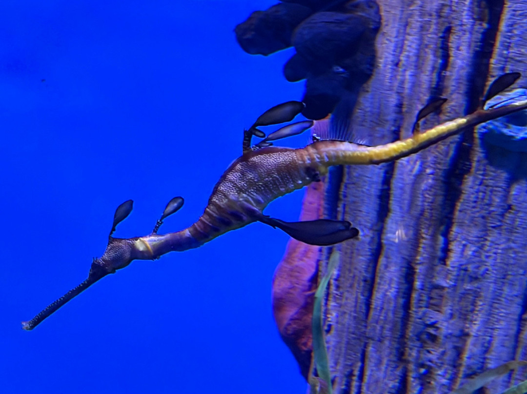 莱利大烟山水族馆-盖林柏格必去景点