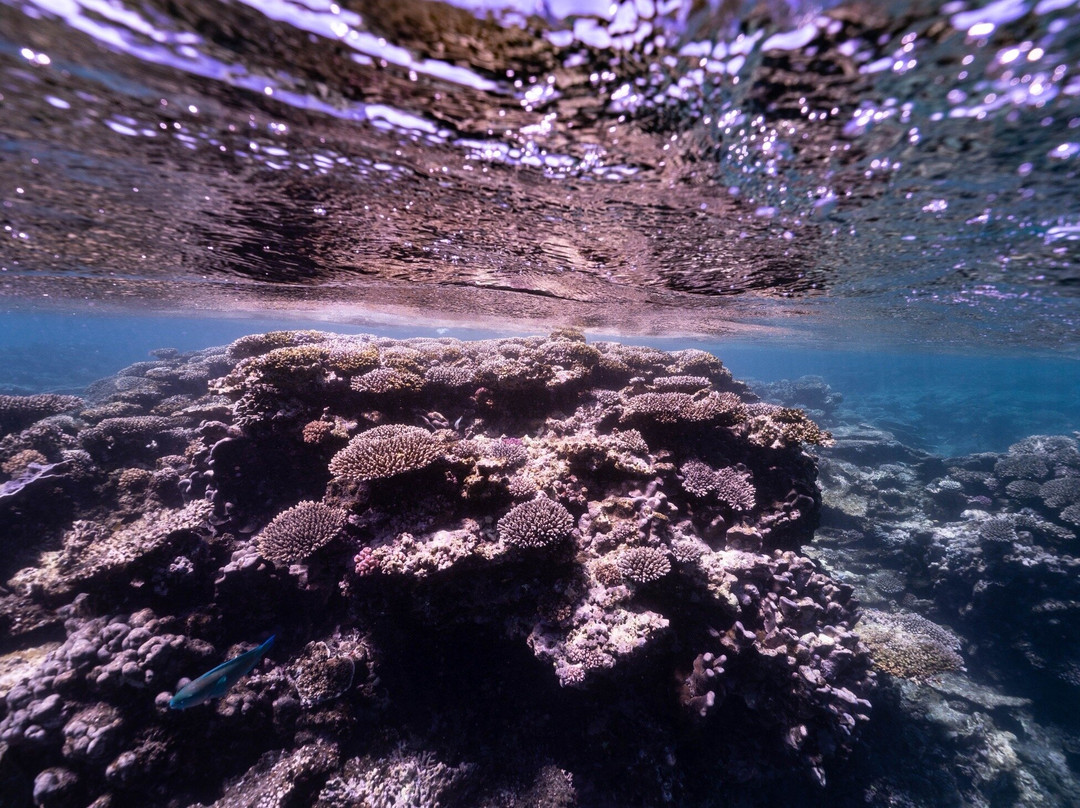 Coral Bay Ecotours-珊瑚湾必去景点