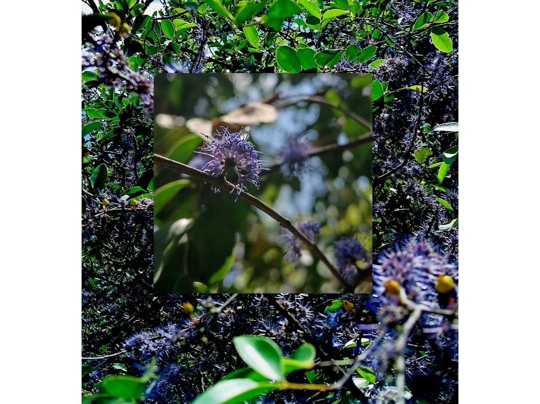 Popham's Arboretum-丹布拉必去景点