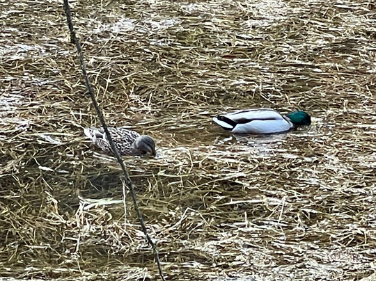 Staumauer Fürwiggetalsperre