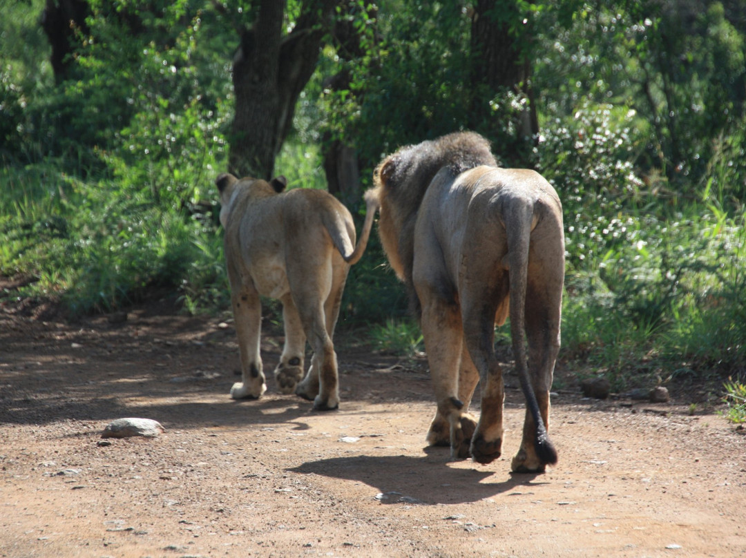 Hluhluwe - iMfolozi Park Wilderness Area景点图片