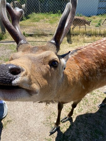 Paul Bunyan's Animal Land景点图片