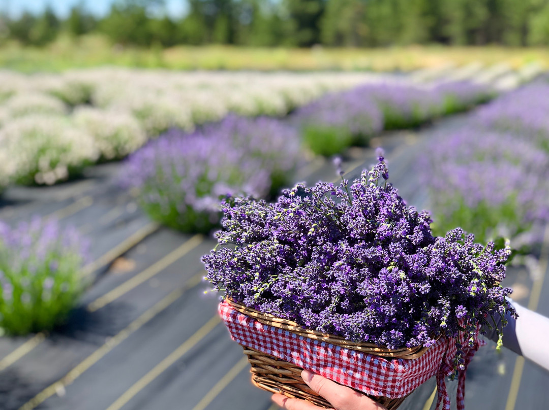 Blooming Fields Lavender Farm景点图片
