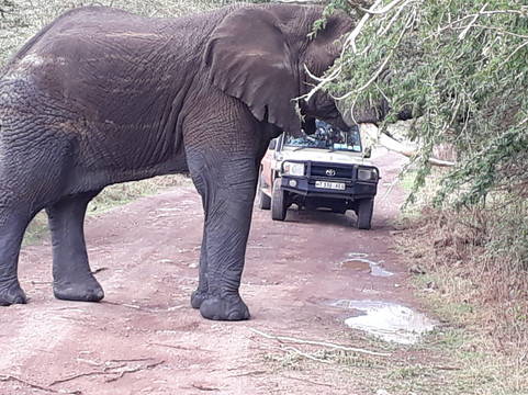 Shammah Wonders Safari Ltd