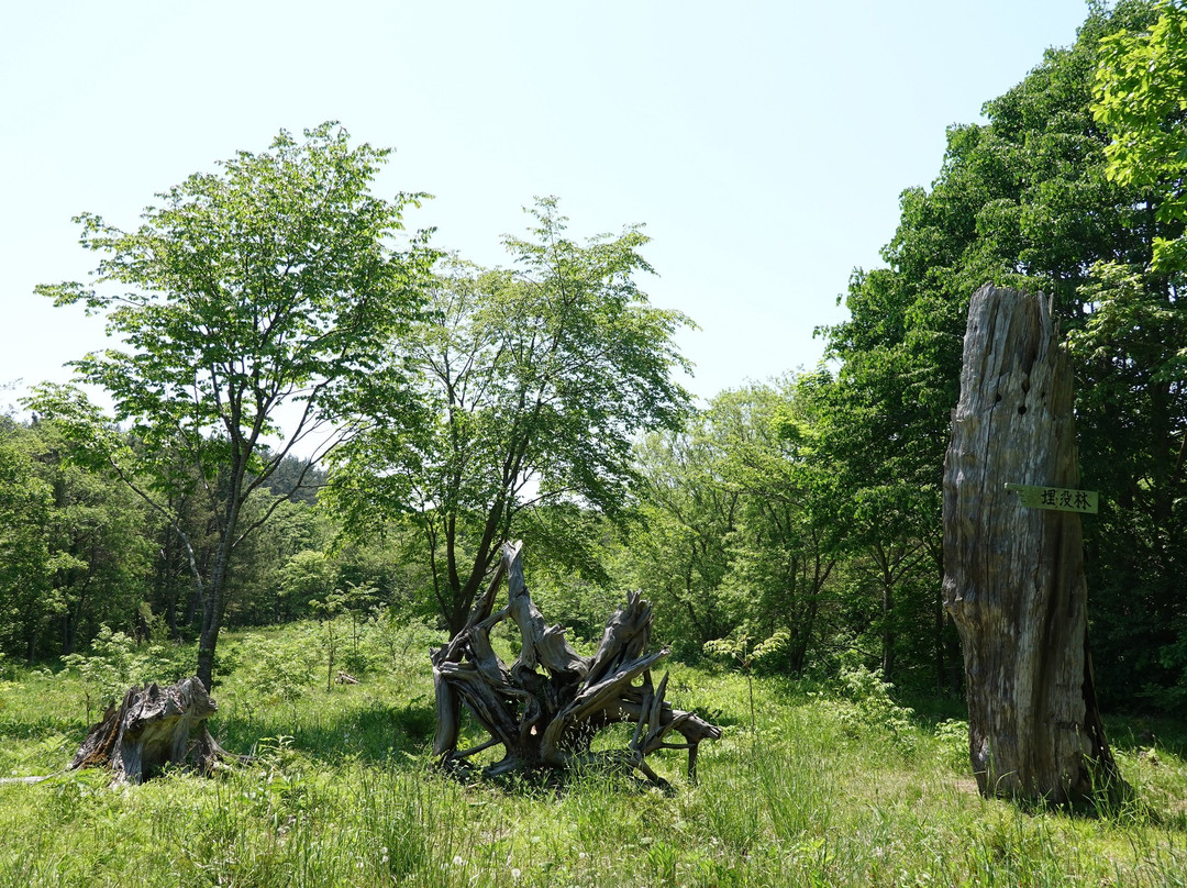 Sarugamori Hiba Maibotsu Forest景点图片