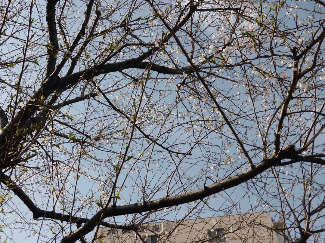 Someiyoshino Sakura Memorial Park