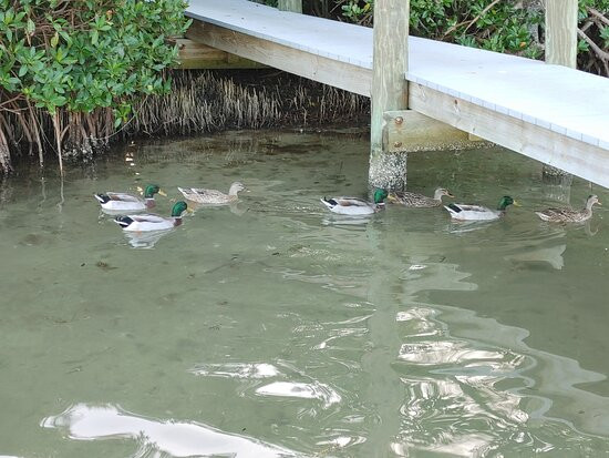 Cabbage Key Inn主图