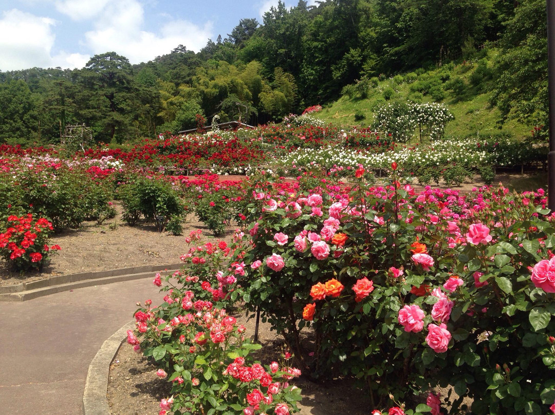 Higashizawa Rose Park景点图片