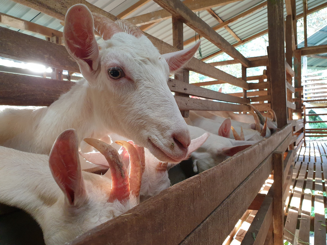 Saanen Dairy Goat Farm景点图片