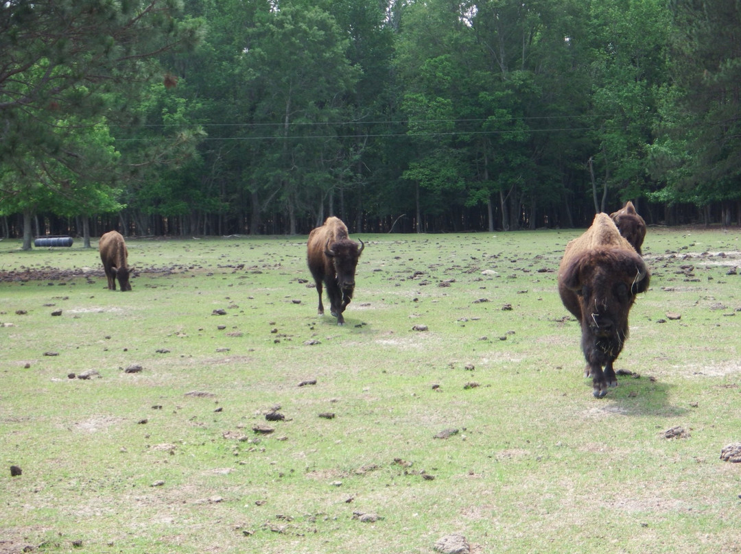 Buckhorn Creek Ranch-Vidalia必去景点