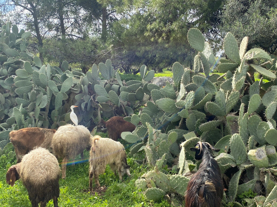 Shilat旅游攻略图片